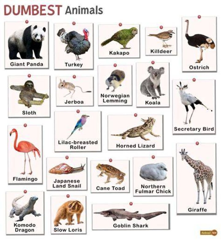 10 Dumbest Animals in the World [Updated List 2022]
