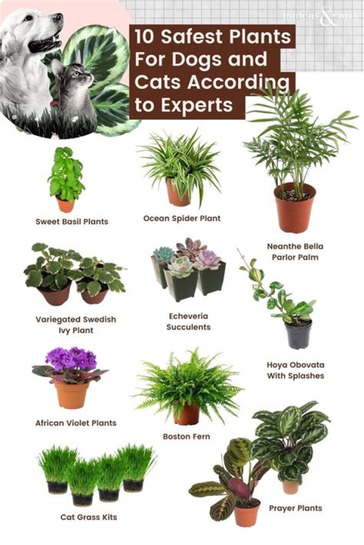 10 Pet-Safe House Plants | Family Handyman