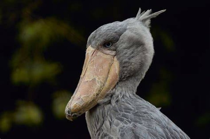 11 Of The Scariest Looking Creatures In The Animal Kingdom HuffPost