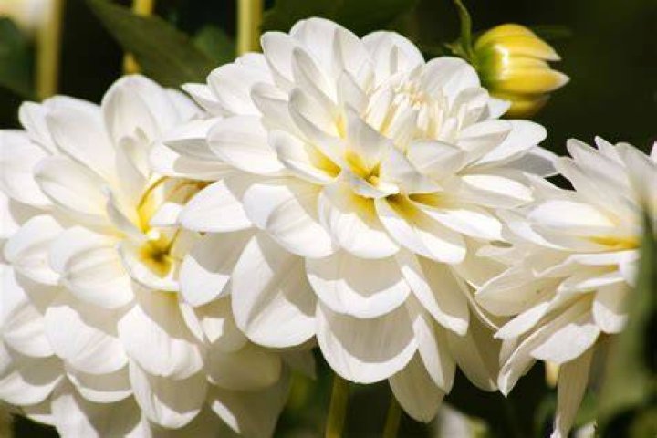 12 Best White Flowers for Your Garden