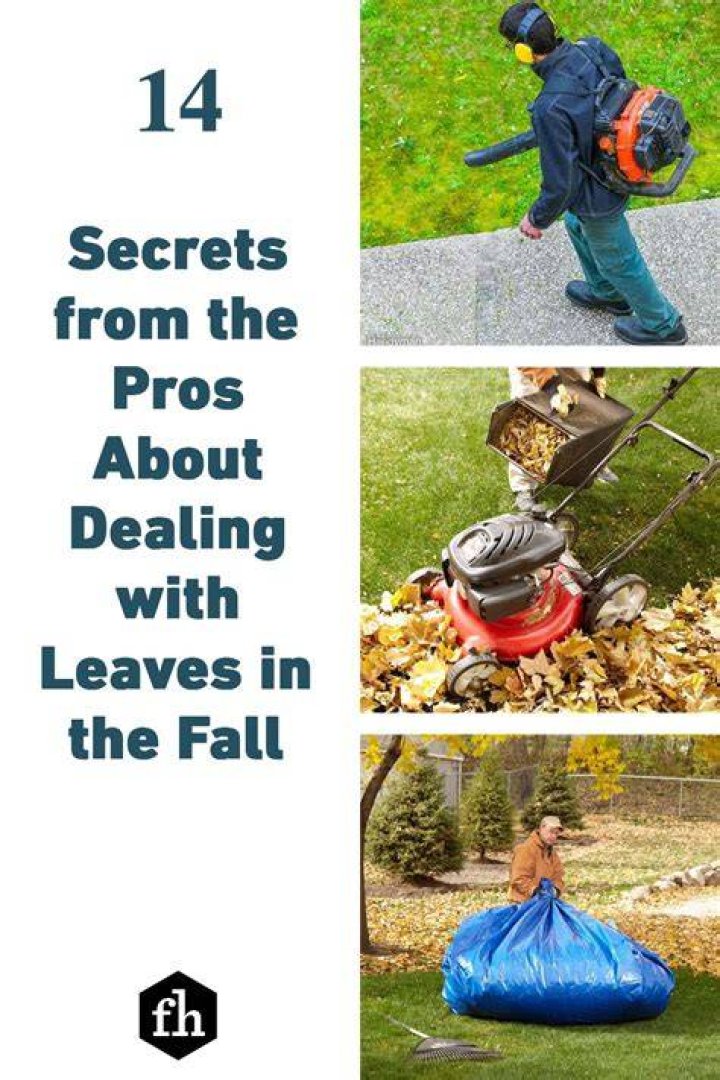 14 Tips for Dealing with Leaves Like a Pro | Family Handyman