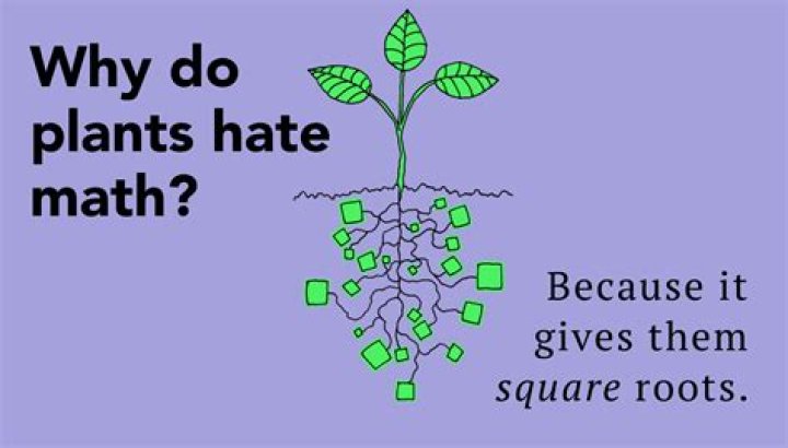 55+ Hilarious Math Jokes To Cause Smiles Thought Catalog