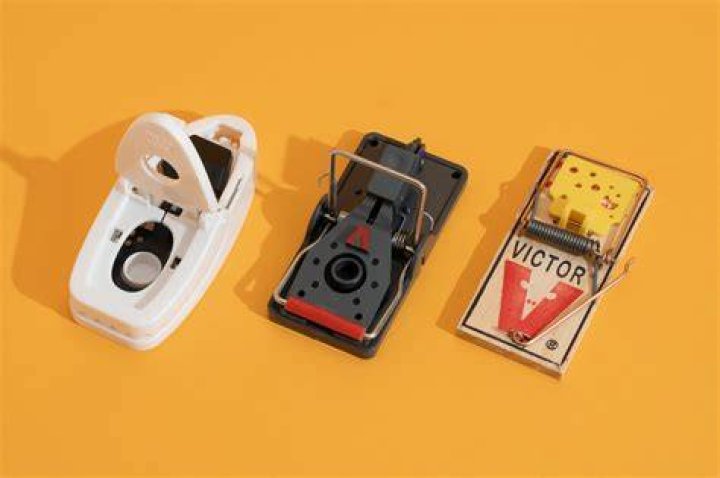 7 Best Mouse Traps of 2024