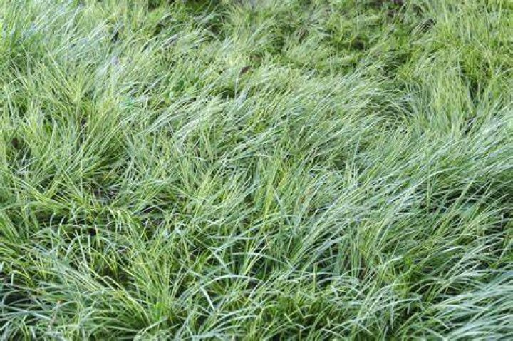 8 Drought-Friendly Lawn Alternatives