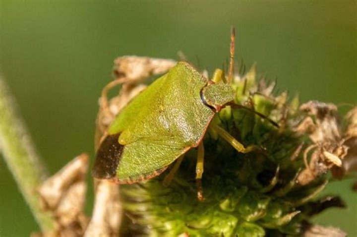 A Bug's Life (Live Action/Animated Remake)