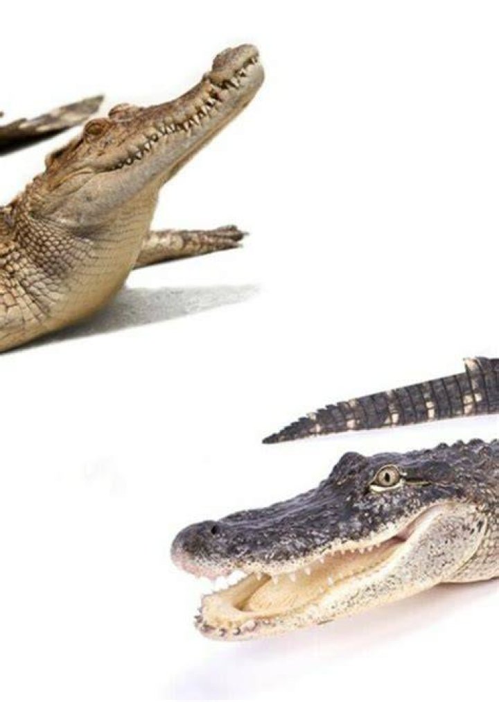 American Alligator, Nile Crocodile, Saltwater Crocodile and American crocodile Fan Casting on myCast