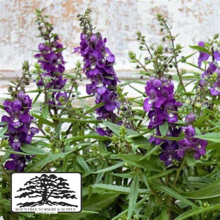 Angelonia Angustifolia / Angelonia / Summer Snapdragon