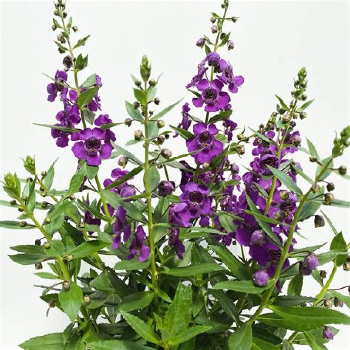 Angelonia Archangel Berns Garden Center & Landscaping Ohio
