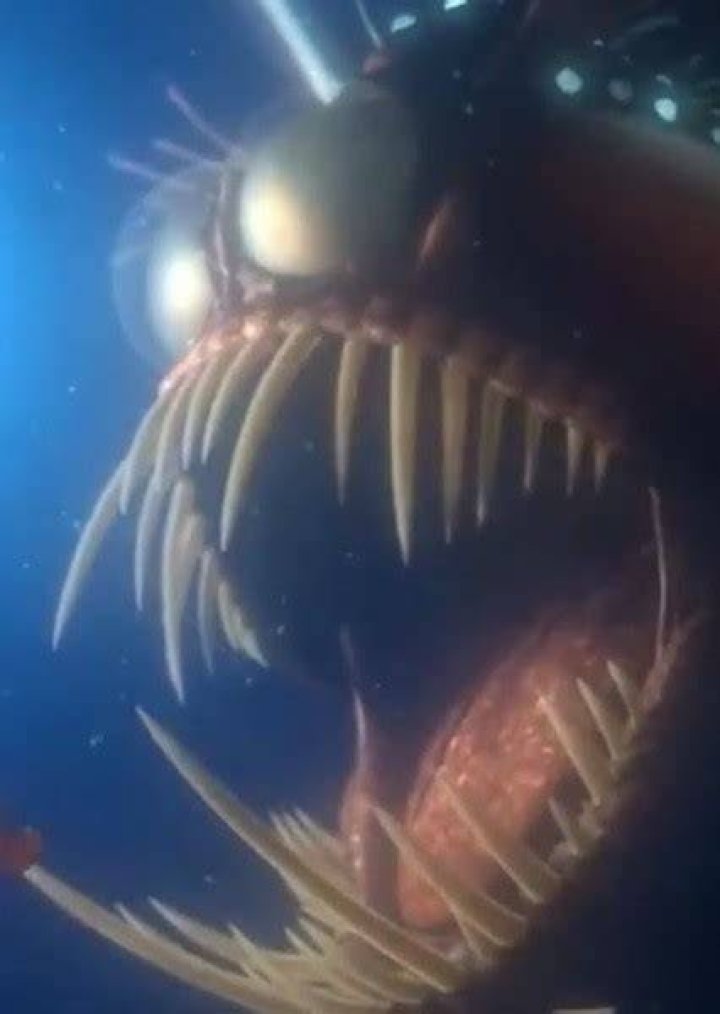 Anglerfish Fan Casting for Finding Nemo | myCast