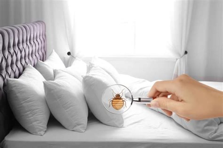 Are Bed Bugs Dangerous to People, Pets and Property?