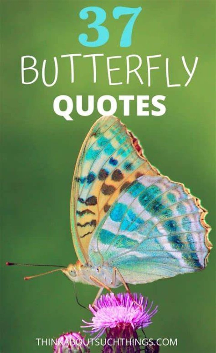 Awesomely Inspiring Butterfly Quotes for a Great Day Ahead