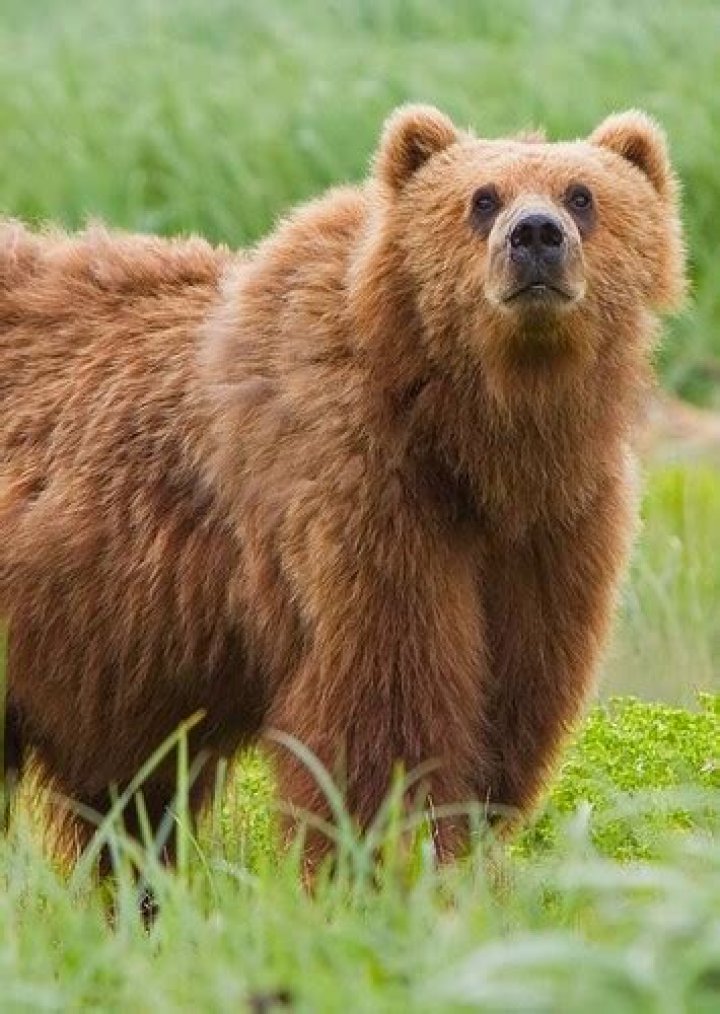 Bart the Bear Fan Casting