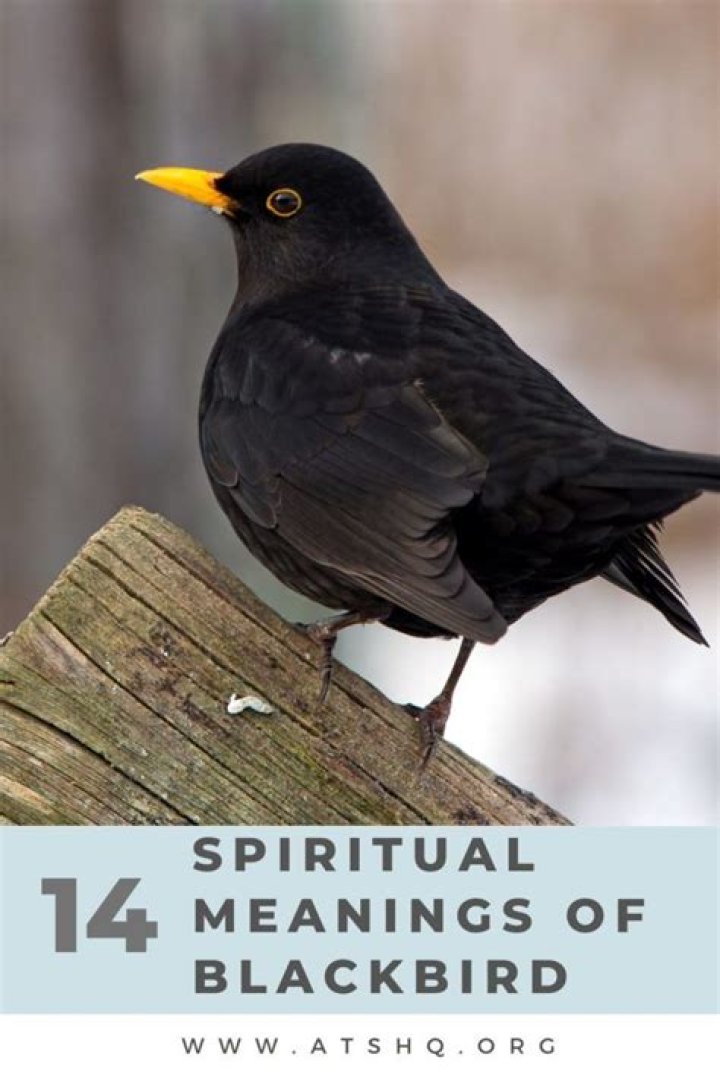 Blackbird Symbolism & Meaning Blackbird Spirit, Totem & Power Animal