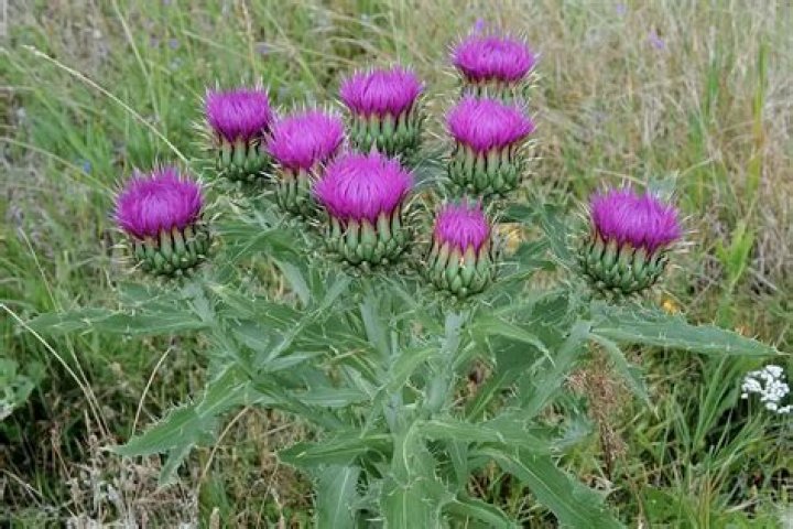Bull Thistle