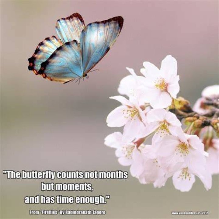 Butterfly Poems And Quotes. QuotesGram