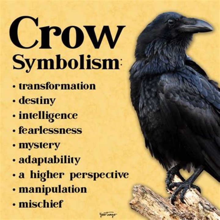Crow Meaning Crow Symbolism What Do Crows Symbolize Crow