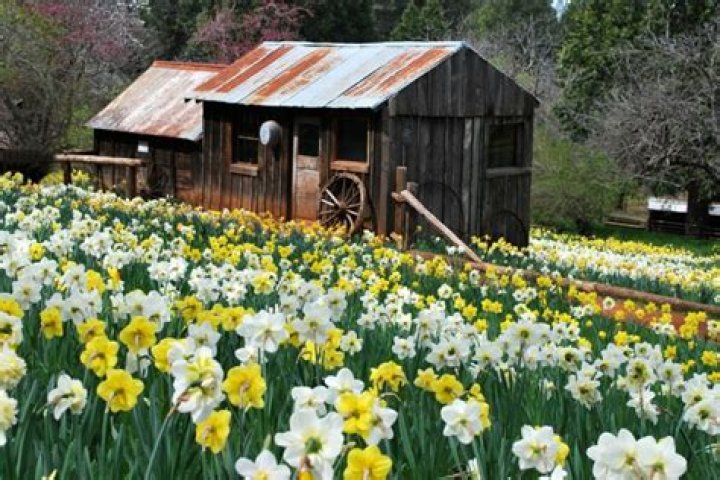 Daffodil Hill Sutter Creek Events Annual Daffodil Hill in Volcano