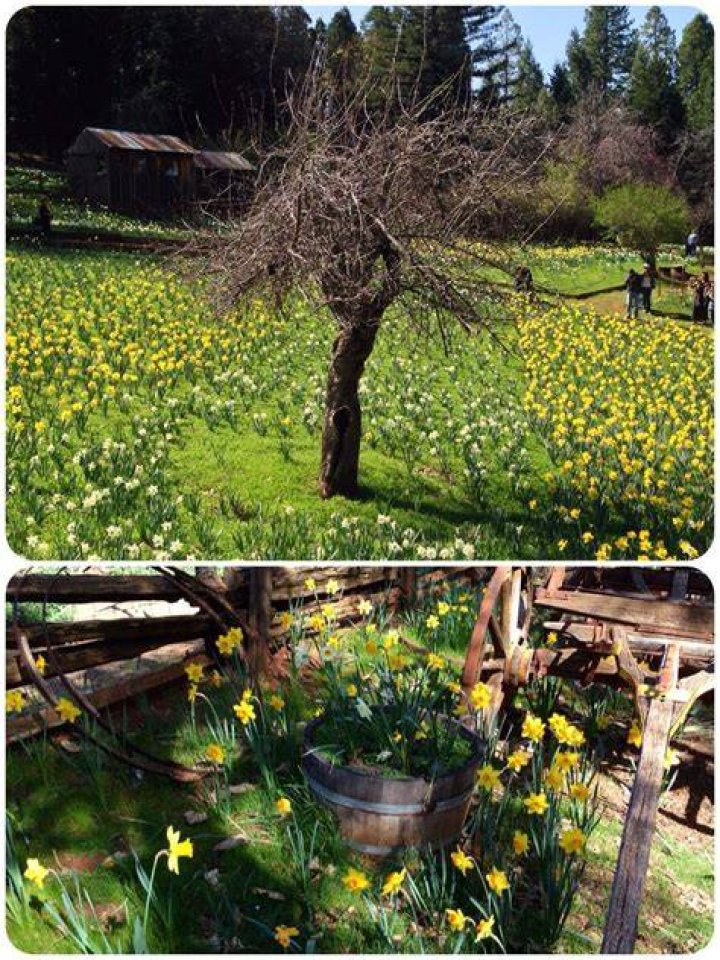 Daffodil Hill Volcano, CA AMAZING! Daffodils, Outdoor decor, Plants