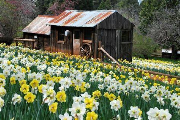 Daffodil Hill, Volcano, California