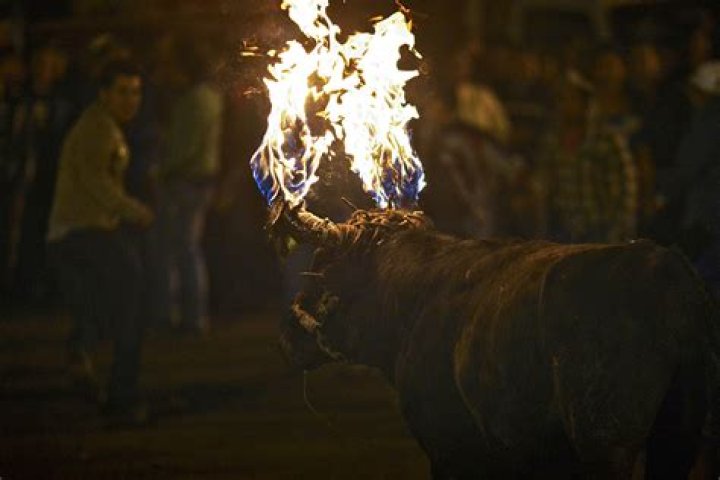 Days After a Video of People Torturing a Bull With Flaming Horns Went Viral,
Spanish Town Bans the Cruel Tradition