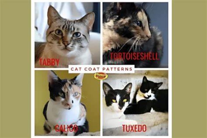 Discovering The Unique Charm Of Tabby Calico Tuxedo Cats