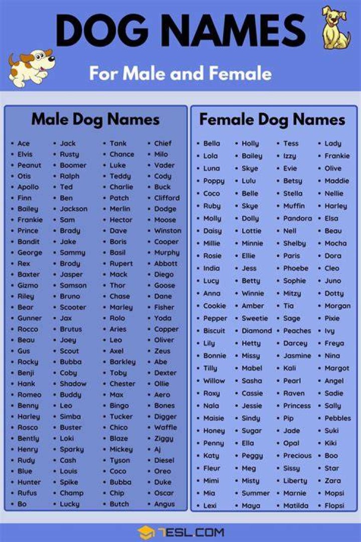 Dog Names Meaning Playful Popular Male and Female Names Wag!