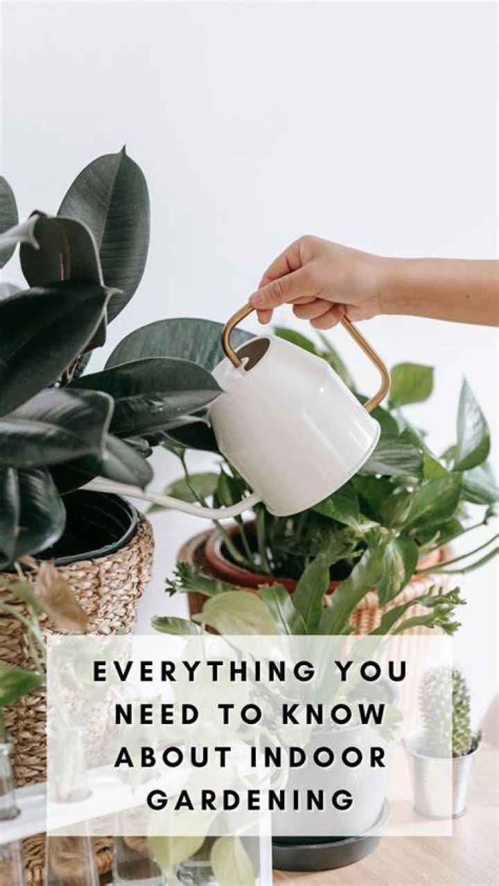 Everything You Need To Know About Indoor Plants: A Comprehensive Guide