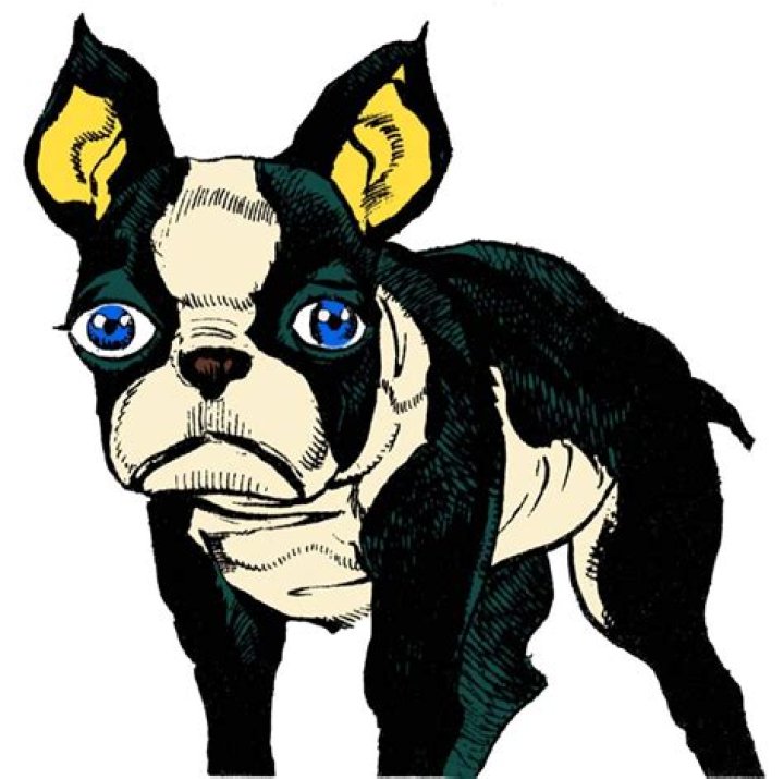 Fan Casting Boston Terrier as Iggy in JoJo's Bizarre Adventure on myCast