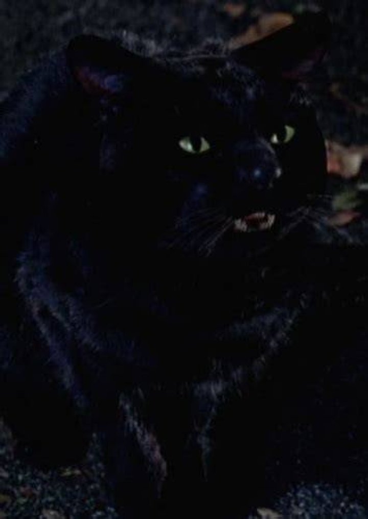 Fan Casting Drake Bell as Cat Thackery Binx in Hocus Pocus (2003) on myCast