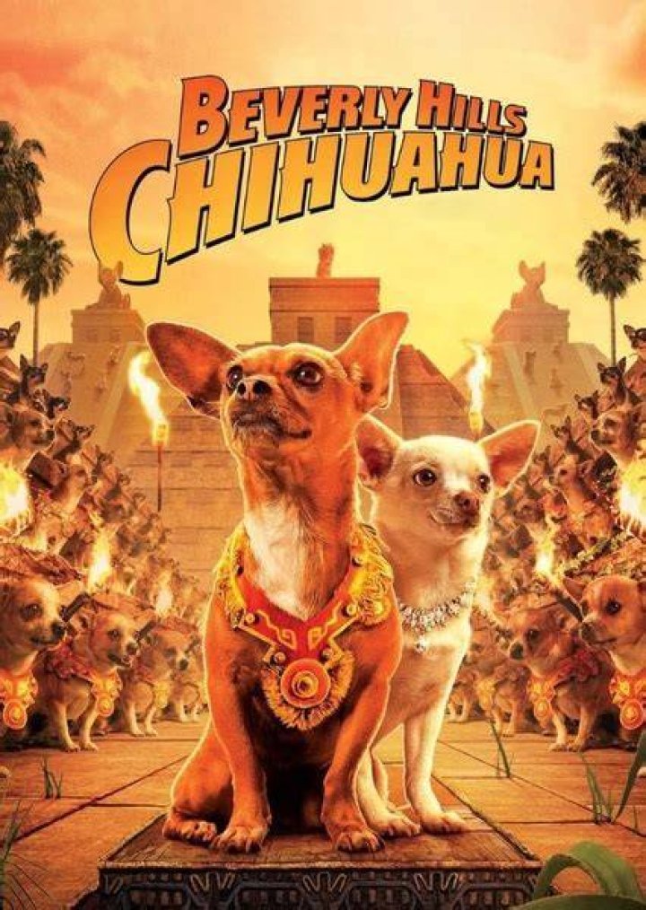 Fan Casting Pedro Pascal as Delgado in Beverly Hills Chihuahua ( Remake ) on myCast
