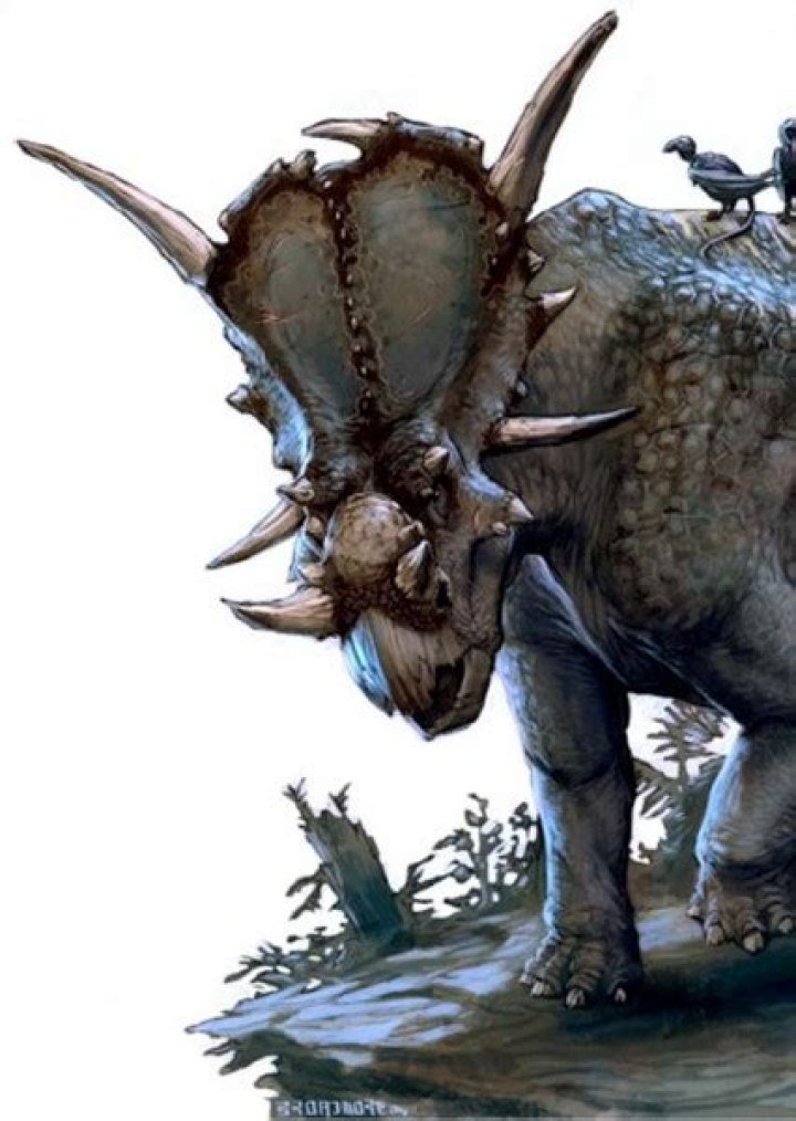 Ferrucutus Fan Casting