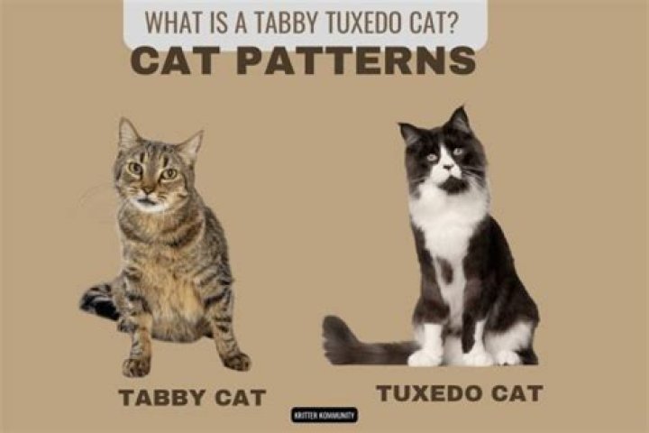 From Calico to Tabby, Tuxedo, to Tabby Tuxedo Cat and More &bull; Kritter