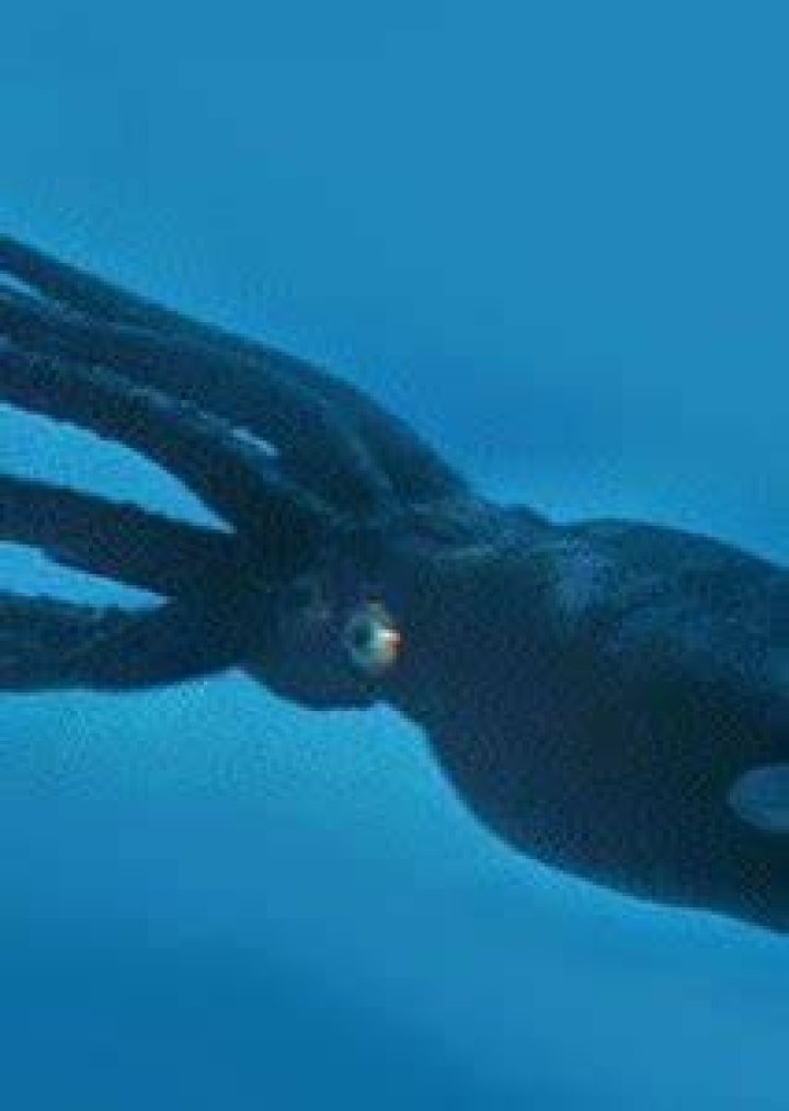 Giant Squid (20,000 Leagues Under the Sea) Photo on myCast