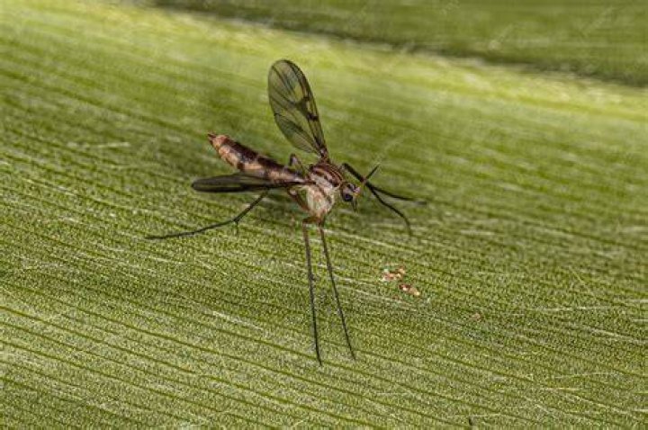 gnat