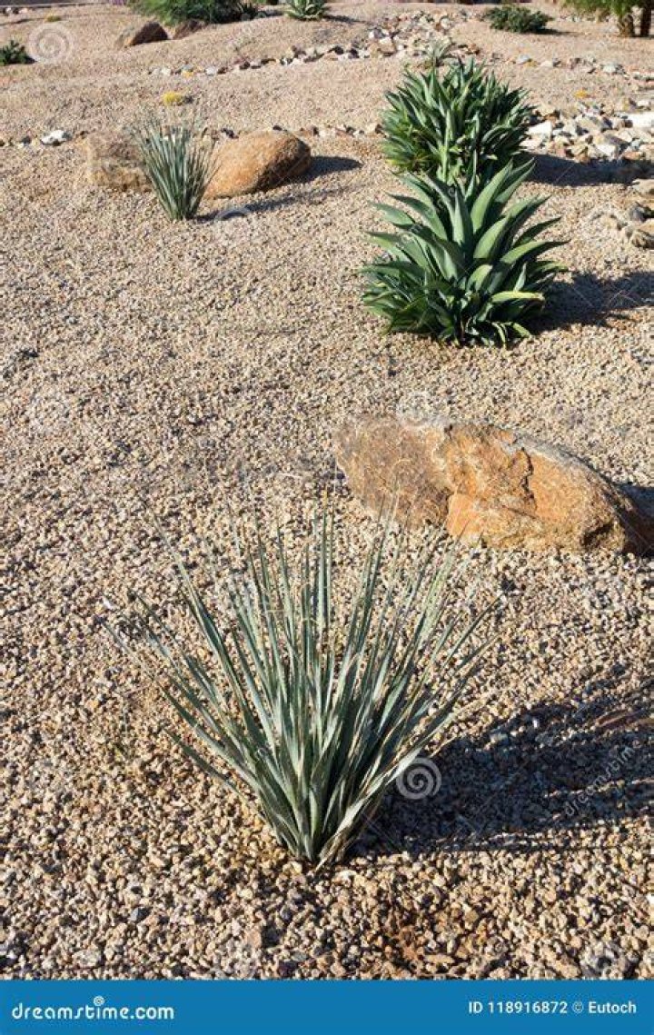 Green accent desert xeriscaping