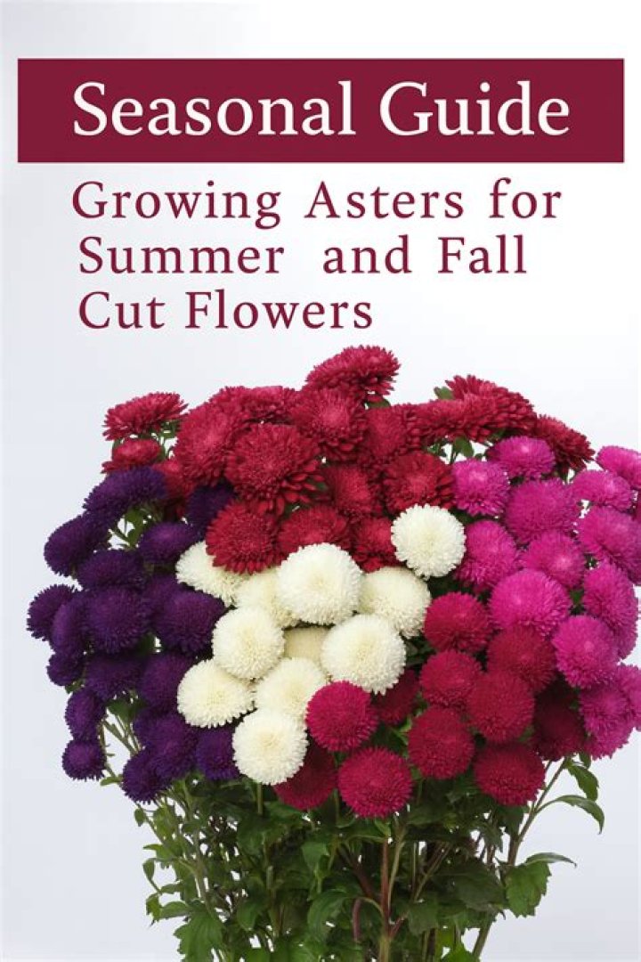 Guide To Growing Asters for Fall Flowers