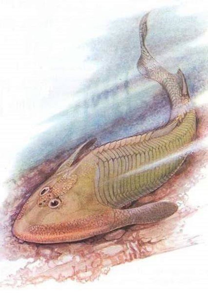 Hemicyclaspis Fan Casting