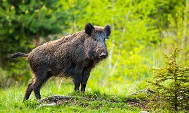Hog Wild