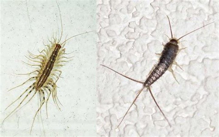 House Centipede vs. Silverfish: What's the Difference?
