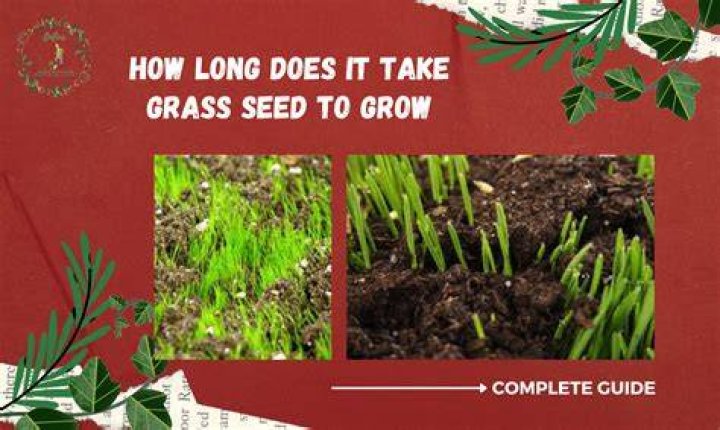 How Long Does it Take for Grass Seed to Grow?