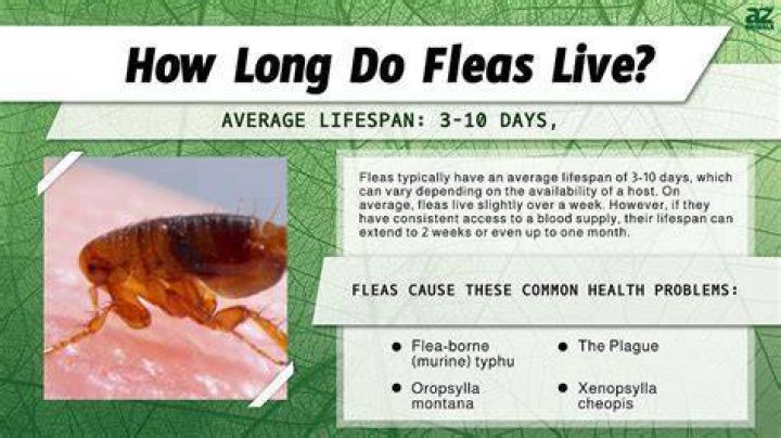 How Long Will Fleas Live In a House Without Pets?