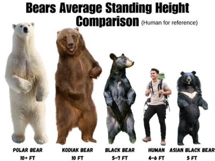 How Tall Do Bears Get? Exploring The Heights Of These Majestic Creatures