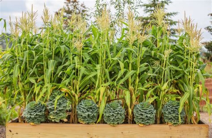 How to Plant and Grow Plantain Gardener&rsquo;s Path