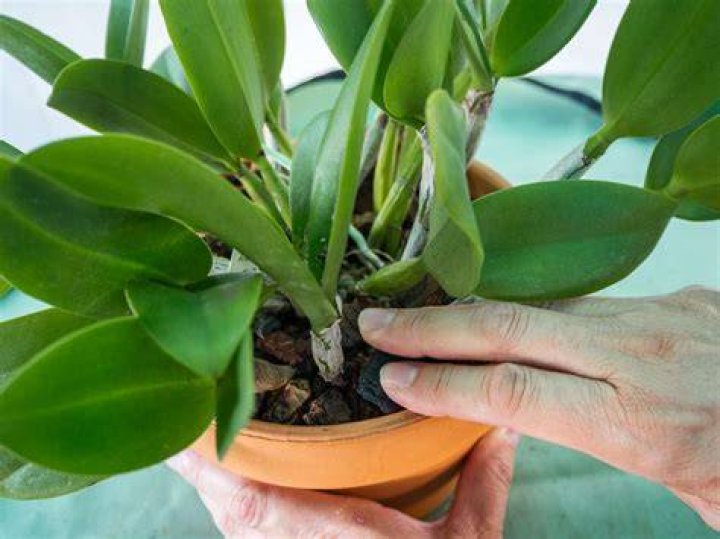 How to Prune Orchids | The Family Handyman