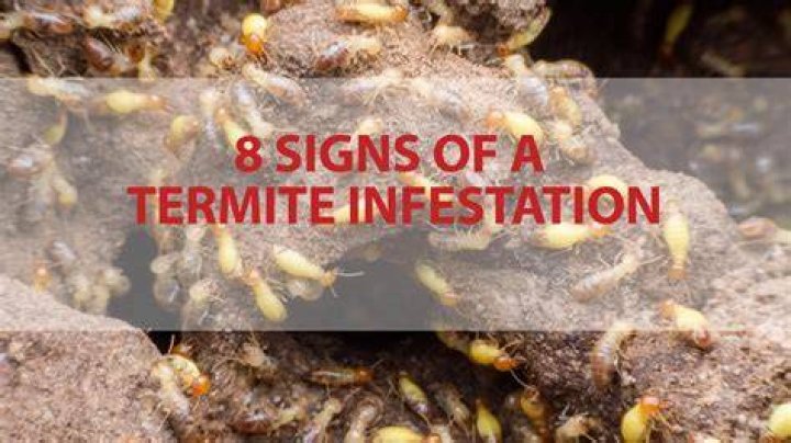 Infestation