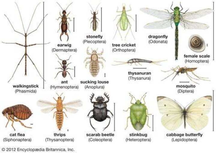 Insect