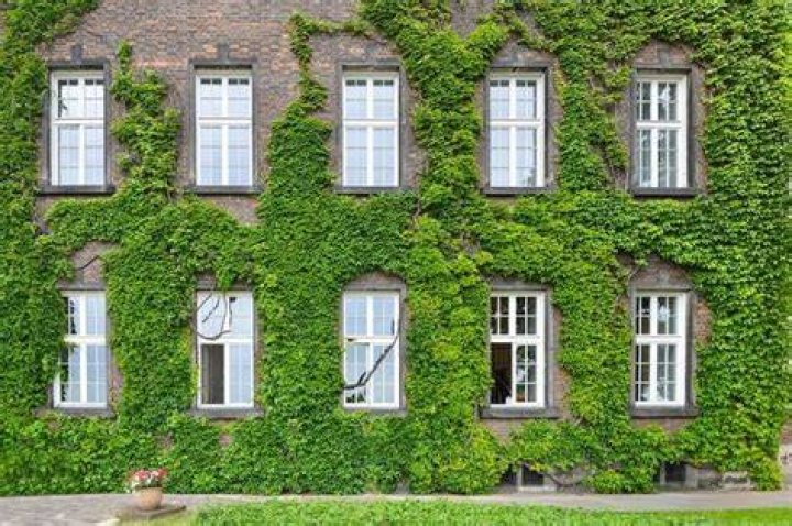 Is It Safe to Plant Climbing Vines Around Your House?