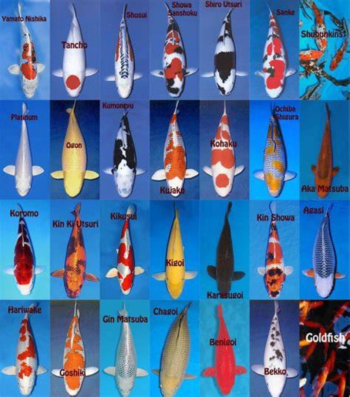 Koi fish of different colors and their meaning Piercing, Pop, Tattoo