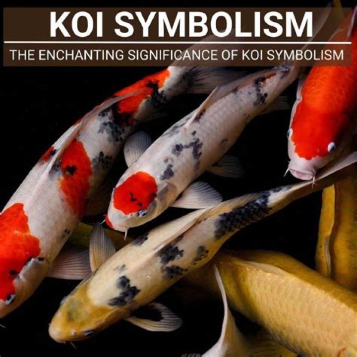 Koi Meaning: Understanding The Cultural Significance And Symbolism