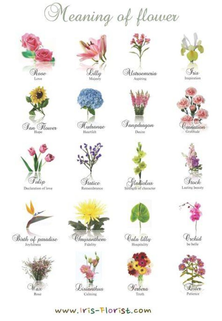 LagunaNiguelFlowers Flowers Symbolism FlowerMeanings Flower